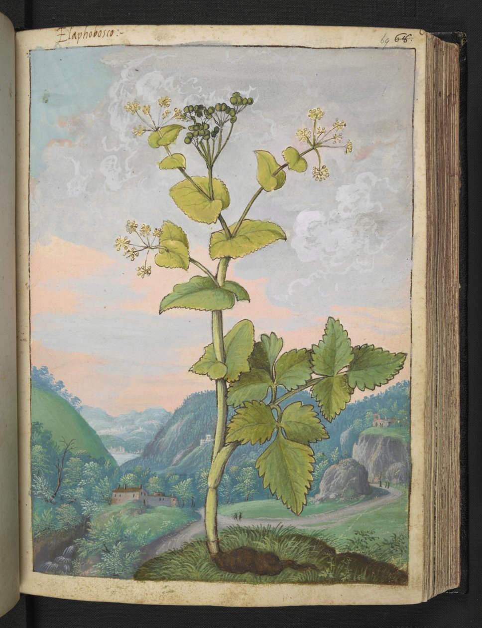 Smyrnium olusatrum ، من "لوحات فلورا الولايات الرومانية" بقلم غيراردو سيبو ، إضافة MS 22333 ، f069r ، حوالي 1564-84 (ألوان مائية وغواش على ورق) بواسطة غيراردو سيبو