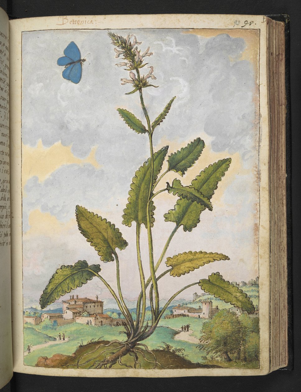 Stachys officinalis ، من "لوحات فلورا الولايات الرومانية" بقلم غيراردو سيبو ، إضافة MS 22333 ، f093r ، c.1564-84 (ألوان مائية وغواش على ورق) بواسطة غيراردو سيبو