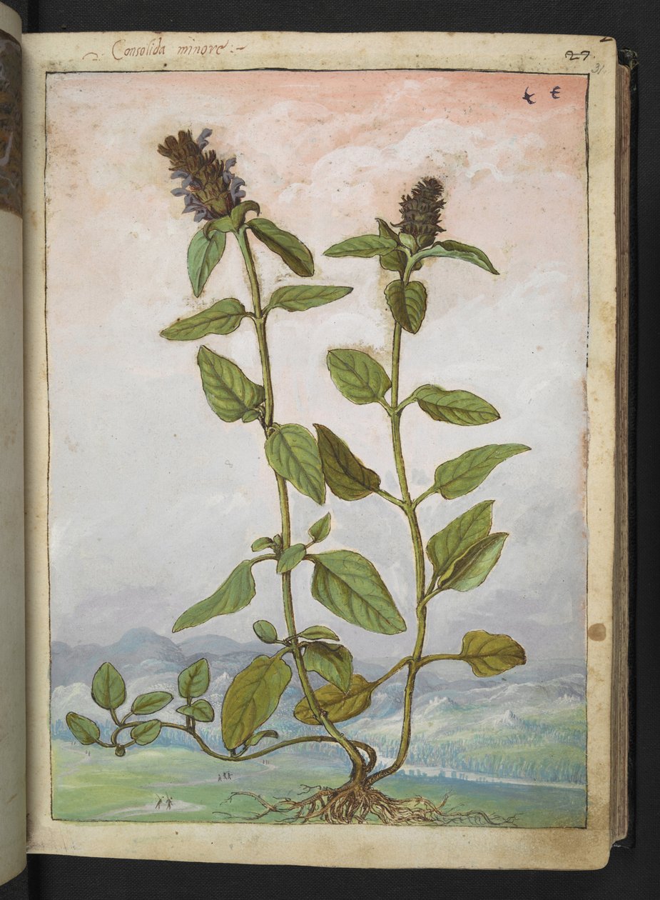 Symphytum bulbosum (Bulbous Comfrey) ، من "لوحات فلورا من الولايات الرومانية" بقلم غيراردو سيبو ، إضافة MS 22333 ، f031r ، c.1564-84 (ألوان مائية وغواش على ورق) بواسطة غيراردو سيبو