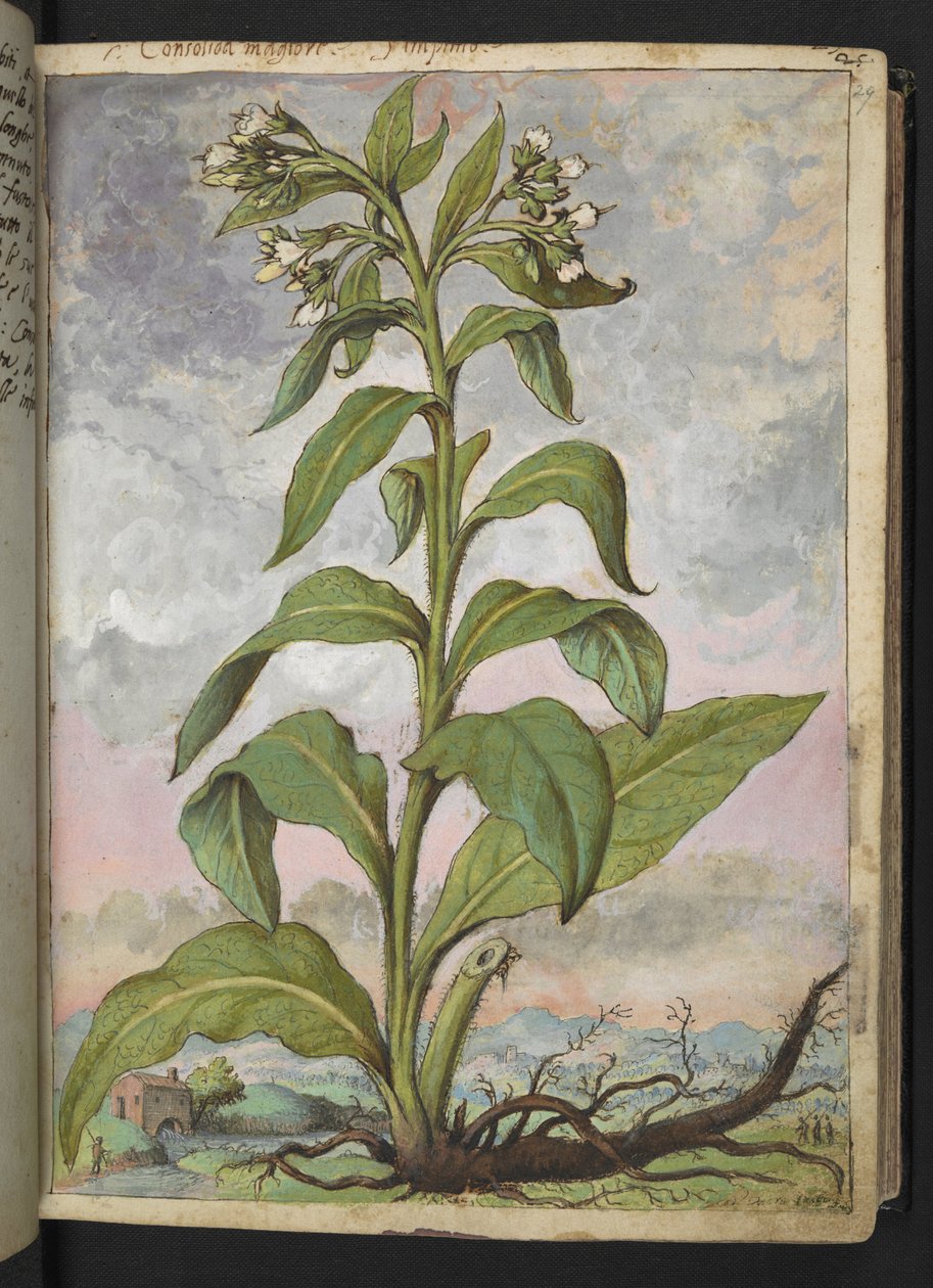 Symphytum officinale (Comfrey) ، من "Paintings of Flora of the Roman States" بقلم غيراردو سيبو ، إضافة MS 22333 ، f029r ، حوالي 1564-84 (ألوان مائية وغواش على ورق) بواسطة غيراردو سيبو