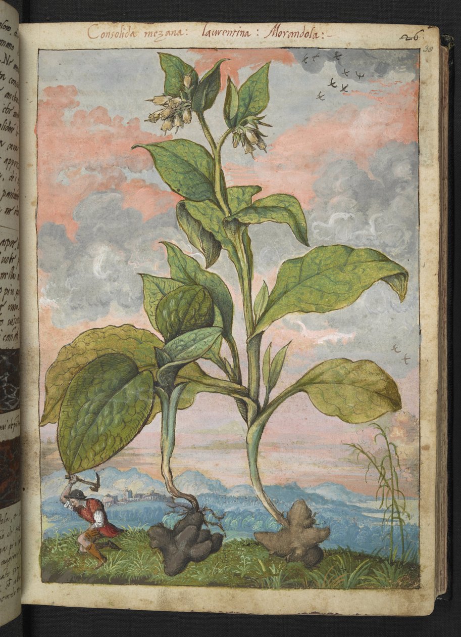 Symphytum tuberosum ، من "لوحات فلورا الولايات الرومانية" بقلم غيراردو سيبو ، إضافة MS 22333 ، f030r ، 1564-84 (ألوان مائية وغواش على ورق) بواسطة غيراردو سيبو