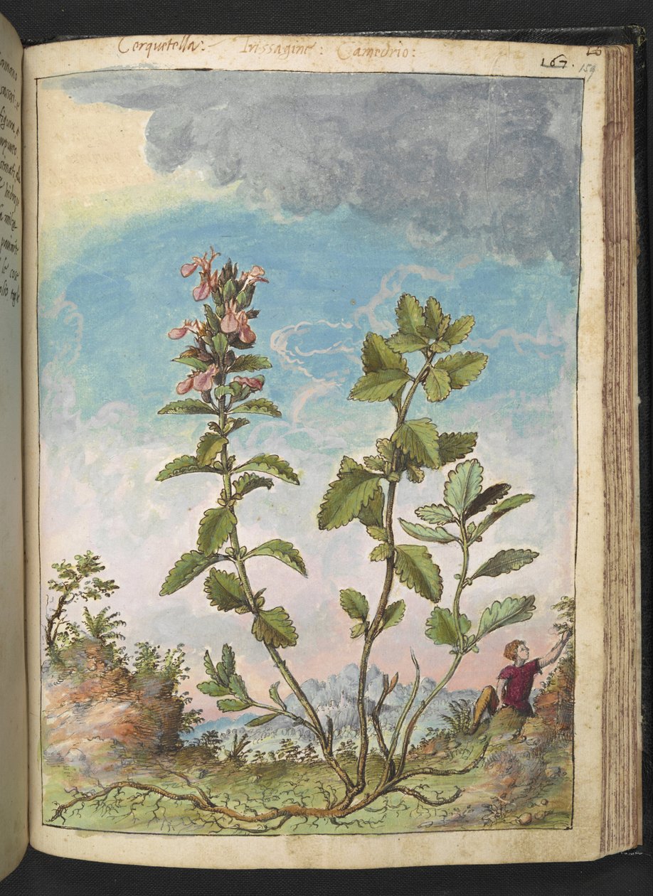 Teucrium chamaedrys (Wall Germander) ، من "لوحات فلورا من الولايات الرومانية" بقلم غيراردو سيبو ، إضافة MS 22333 ، f159r ، c.1564-84 (ألوان مائية وغواش على ورق) بواسطة غيراردو سيبو