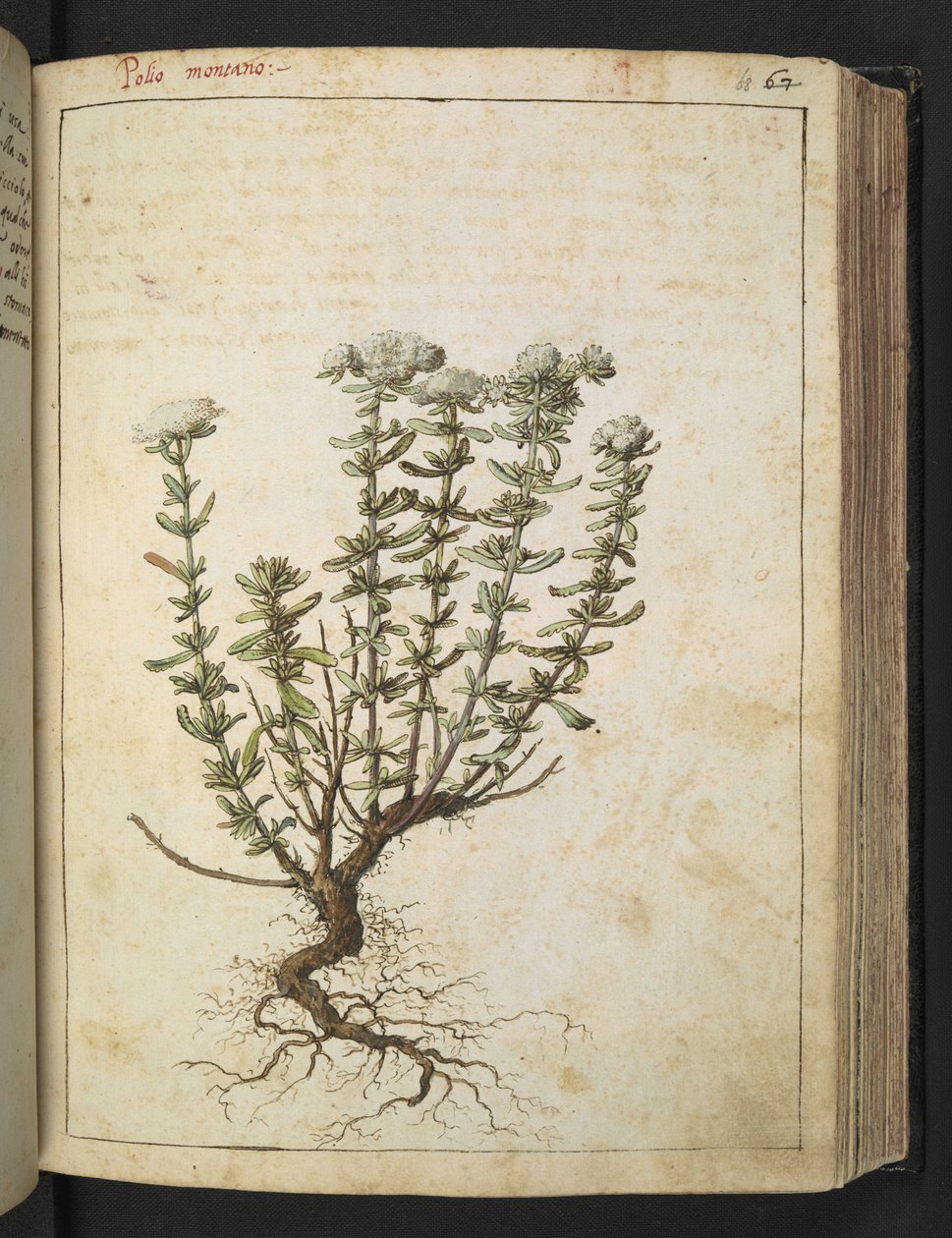 Teucrium montanum ، من "لوحات فلورا من الدول الرومانية" بقلم غيراردو سيبو ، إضافة MS 22333 ، f068r ، حوالي 1564-84 (ألوان مائية وغواش على ورق) بواسطة غيراردو سيبو