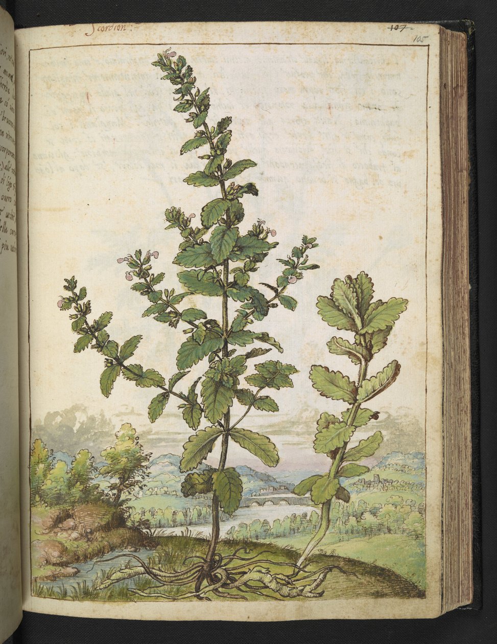 Teucrium scordium ، من "لوحات فلورا من الدول الرومانية" بقلم غيراردو سيبو ، إضافة MS 22333 ، f105r ، حوالي 1564-84 (ألوان مائية وغواش على ورق) بواسطة غيراردو سيبو