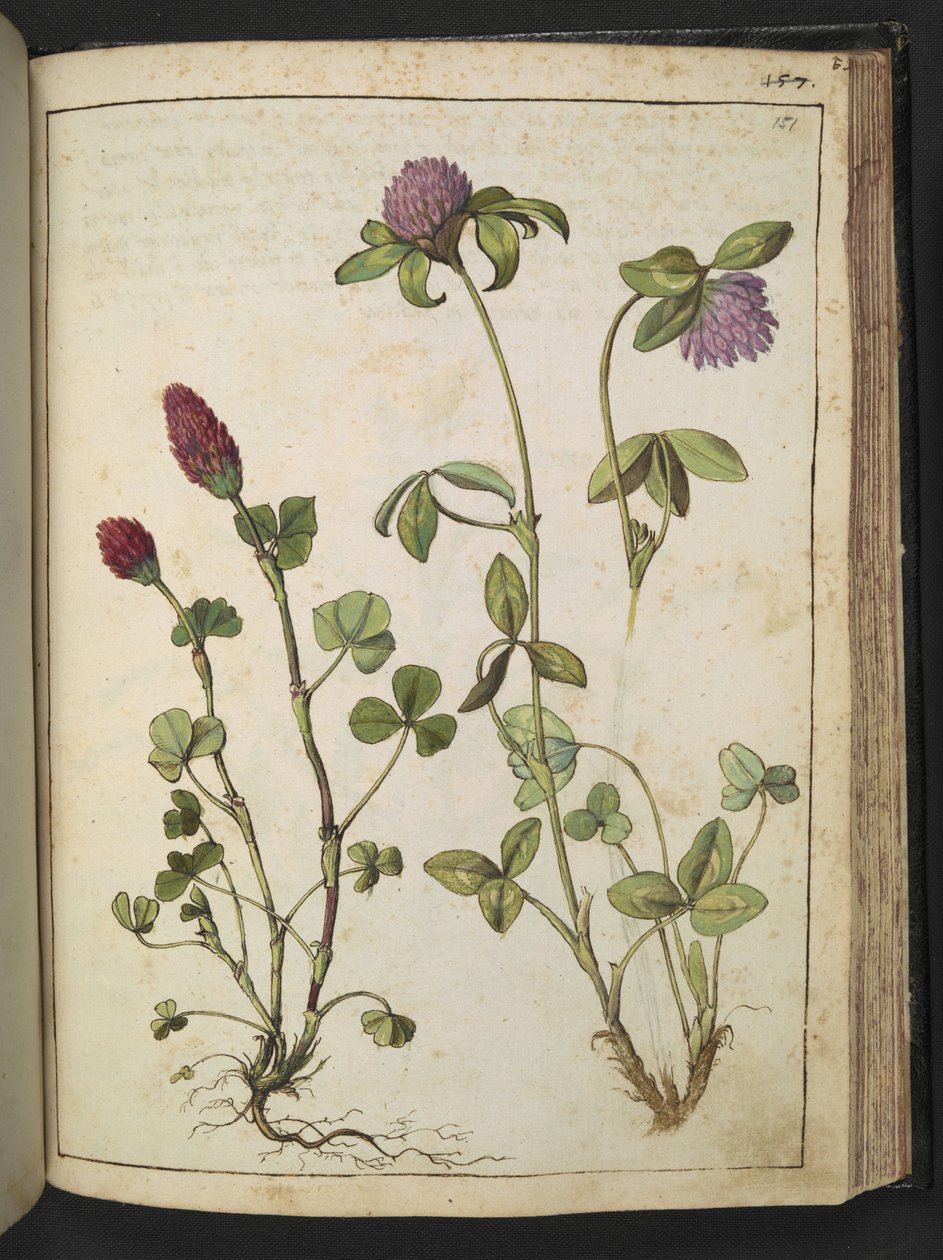 Trifolium incarnatum & Trifolium pratens ، من "لوحات فلورا الولايات الرومانية" بقلم غيراردو سيبو ، إضافة MS 22333 ، f151r ، c.1564-84 (ألوان مائية وغواش على ورق) بواسطة غيراردو سيبو
