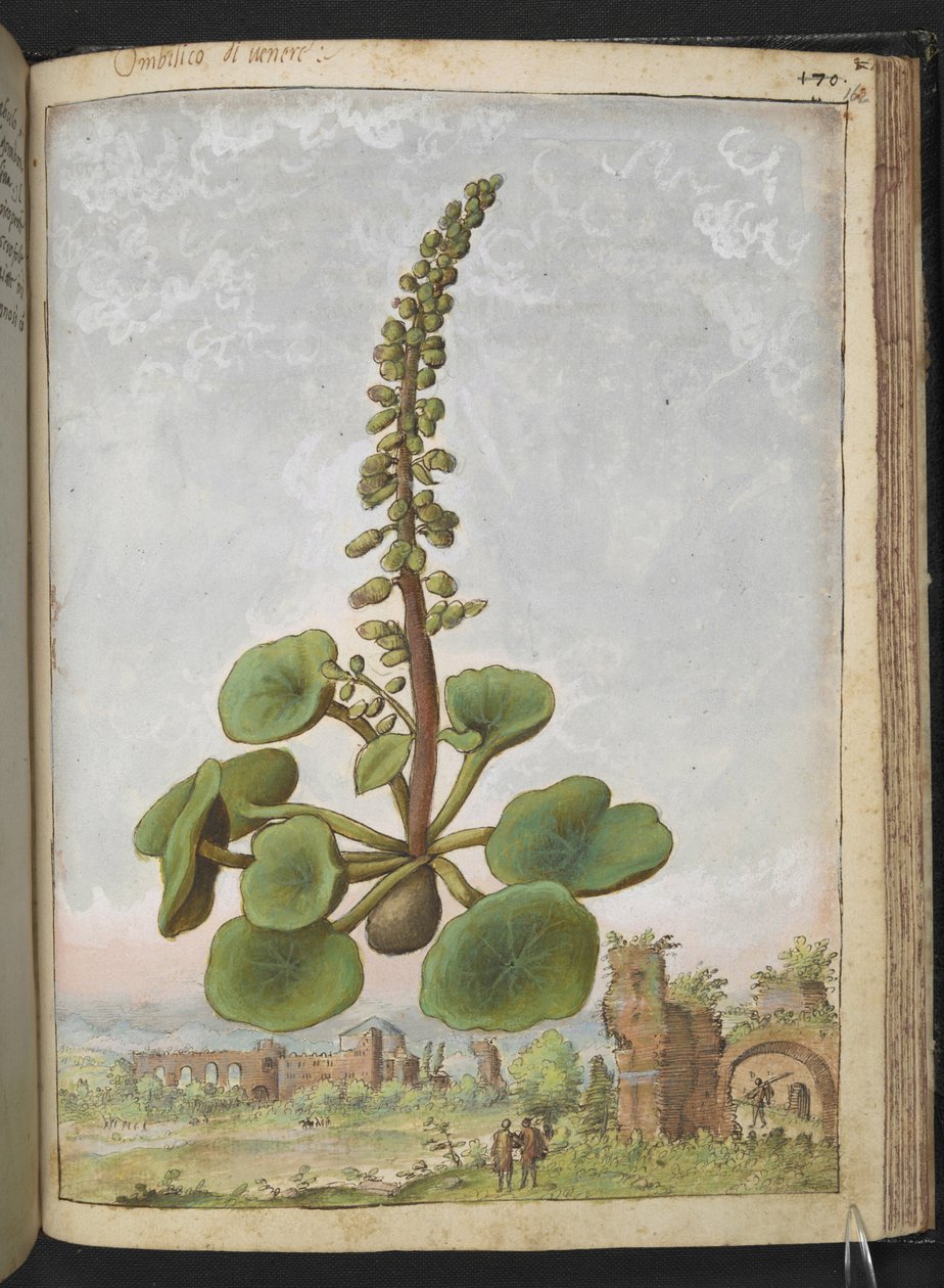 Umbilicus rupestris (Navelwort): نبات مزهر صالح للأكل ، من "لوحات فلورا من الولايات الرومانية" بقلم غيراردو سيبو ، إضافة MS 22333 ، f162r ، c.1564-84 (ألوان مائية وغواش على ورق) بواسطة غيراردو سيبو