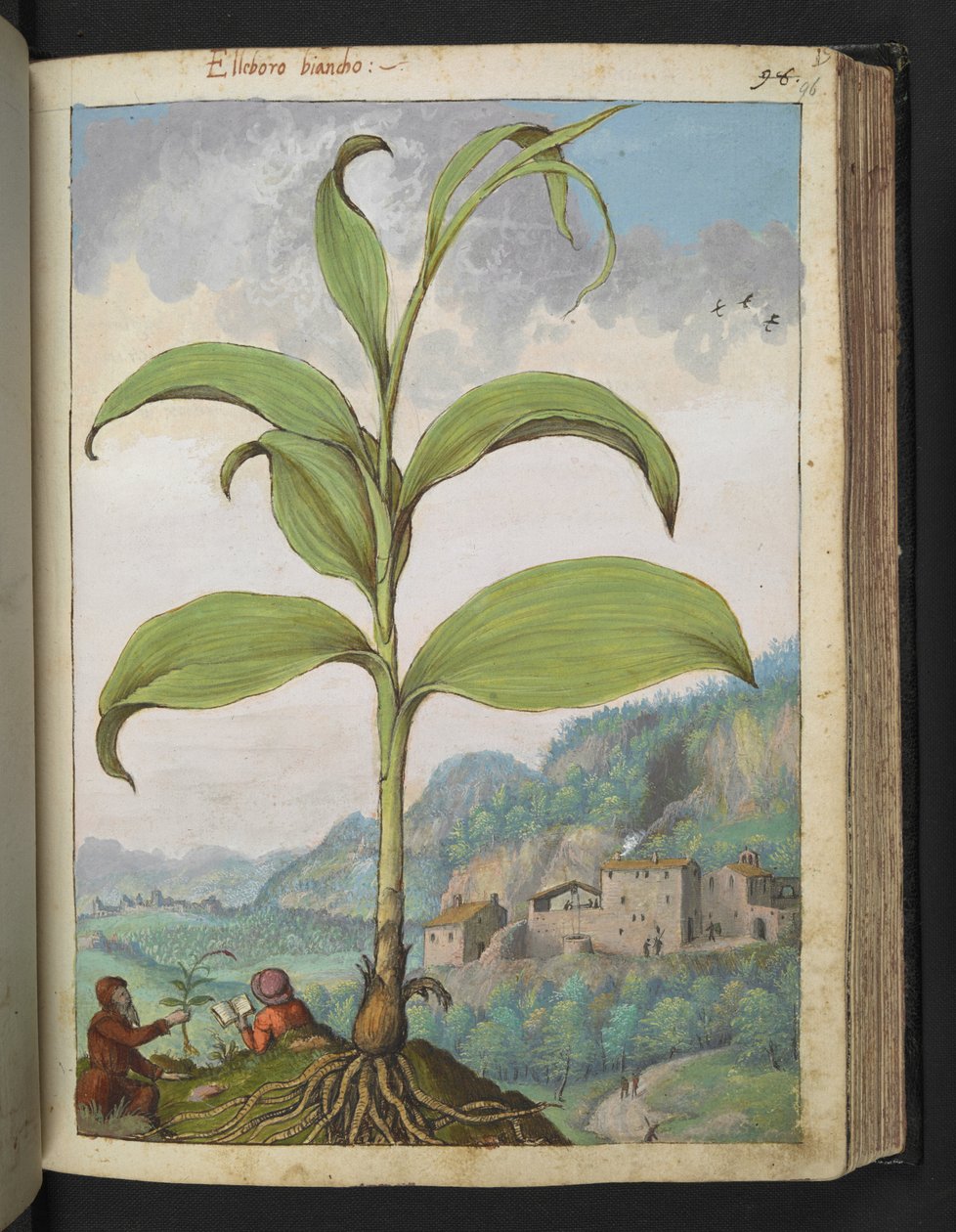 Veratrum nigrum ، من "لوحات فلورا الولايات الرومانية" بقلم غيراردو سيبو ، إضافة MS 22333 ، f096r ، c.1564-84 (ألوان مائية وغواش على ورق) بواسطة غيراردو سيبو