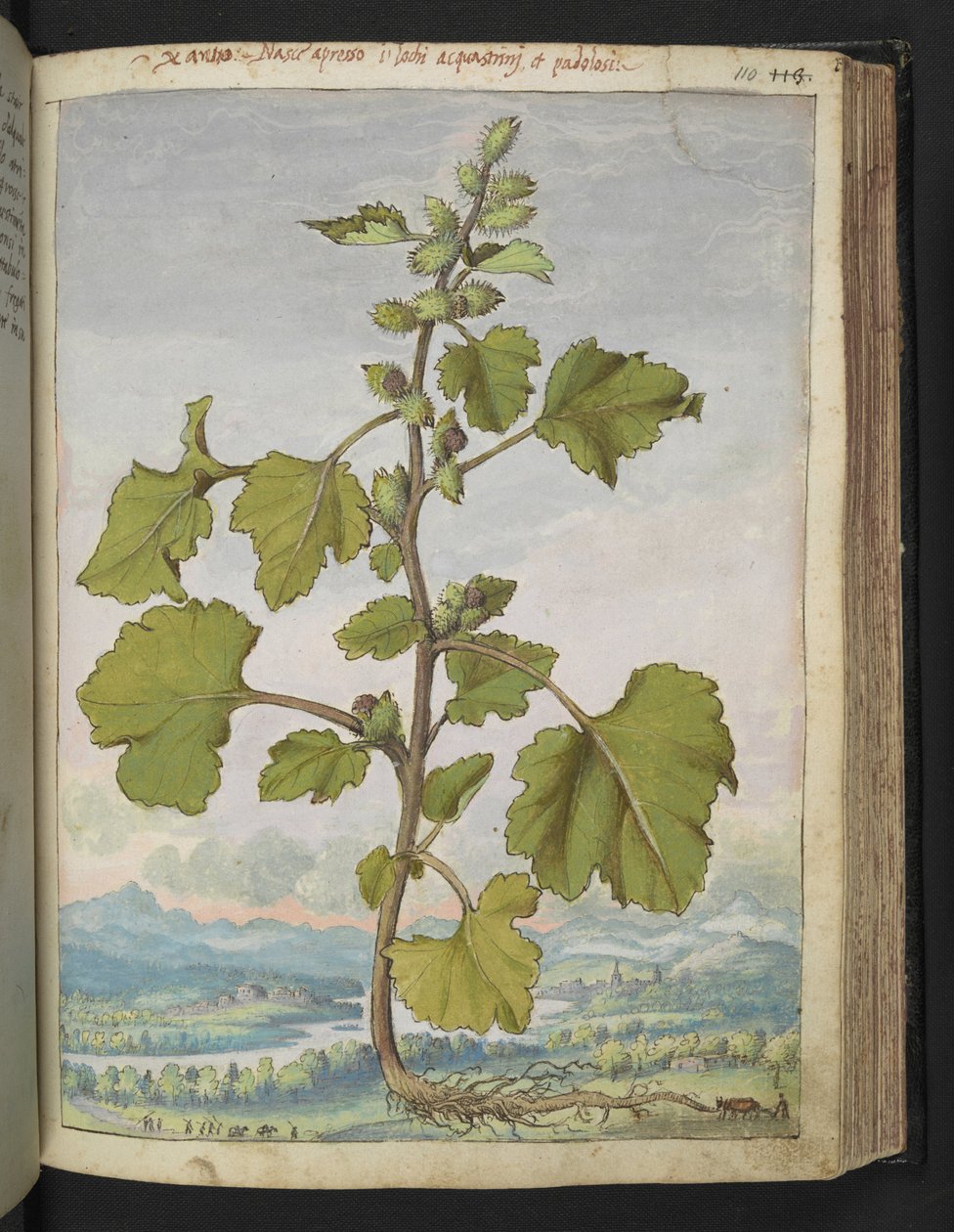 Xanthium strumarium ، من "لوحات فلورا الولايات الرومانية" بقلم غيراردو سيبو ، إضافة MS 22333 ، f110r ، 1564-84 (ألوان مائية وغواش على ورق) بواسطة غيراردو سيبو