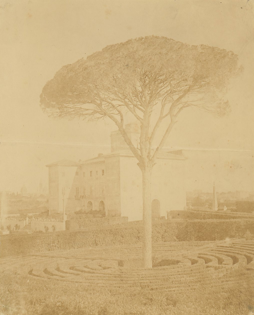 [شجرة في حديقة رسمية خارج قصر] ، 1860 - 70s. بواسطة جياكومو كانيفا