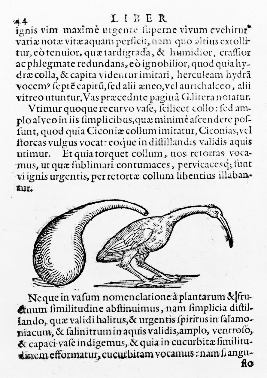 قارورة وإيبيس ، توضيح من De Distillatione بواسطة Giambattista della Porta ، تم نشره عام 1610 بواسطة Giambattista della Porta