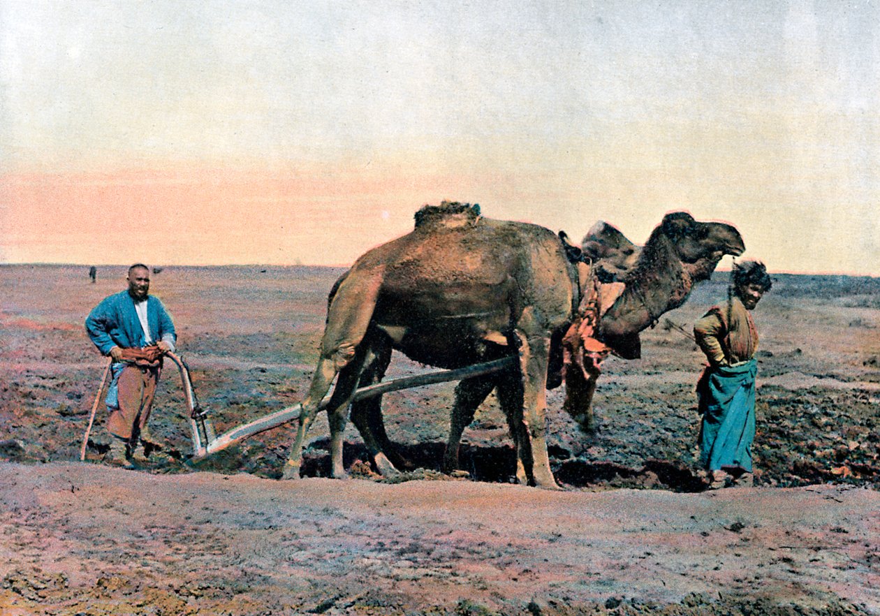 عمال المزارع يحرثون بجمل ، القوقاز ، c1890. بواسطة جيلو