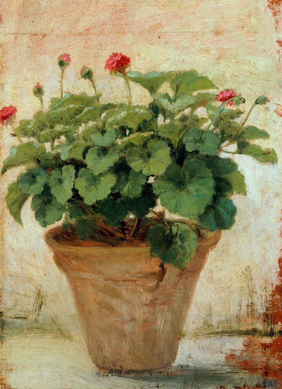 Vase with geranium (oil on canvas) بواسطة جياشينو توما