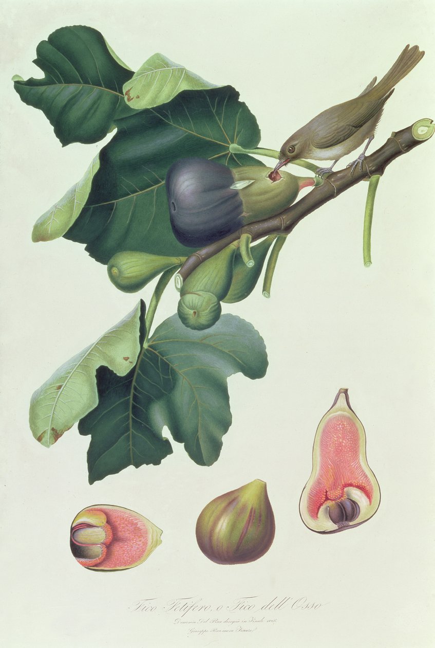 Fico fetifero و Fico dell&39;Osso ، رسم توضيحي من بومونا إيتاليانا ، بيزا ، 1826 بواسطة 