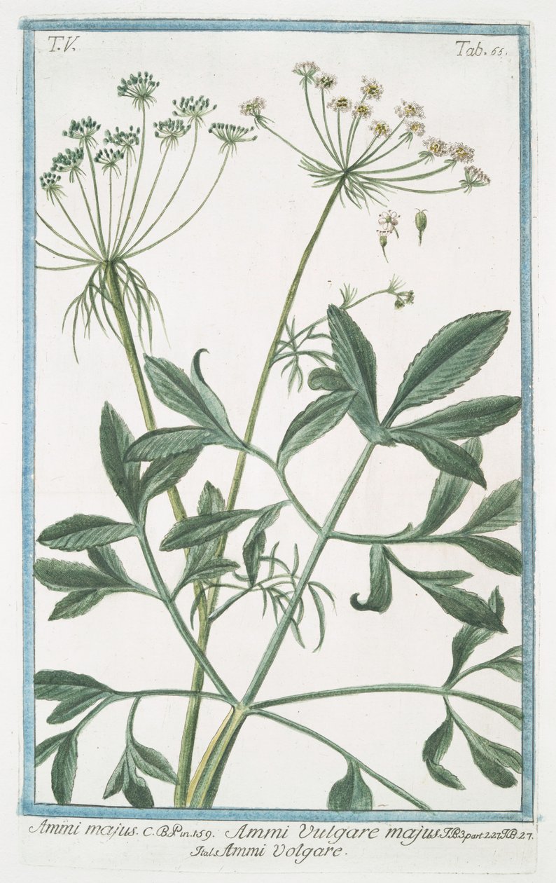 Ammi majus بواسطة جورجيو بونيلي