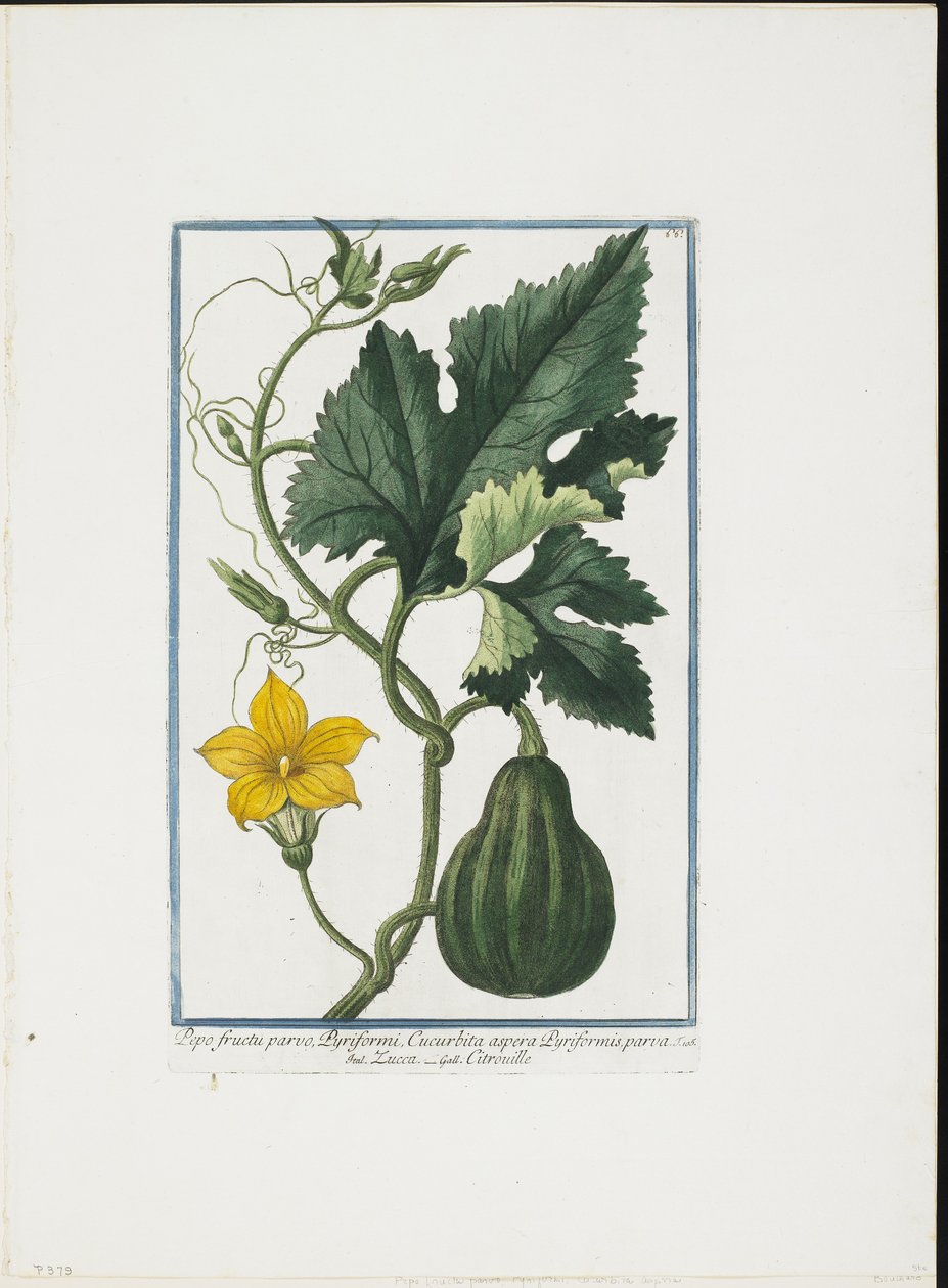 طبعة نباتية ، من هورتوس رومانوس ، المجلد. الأول أو الثاني ، 1772-93 (نقش حاد ، غواش ملون) بواسطة جورجيو بونيلي