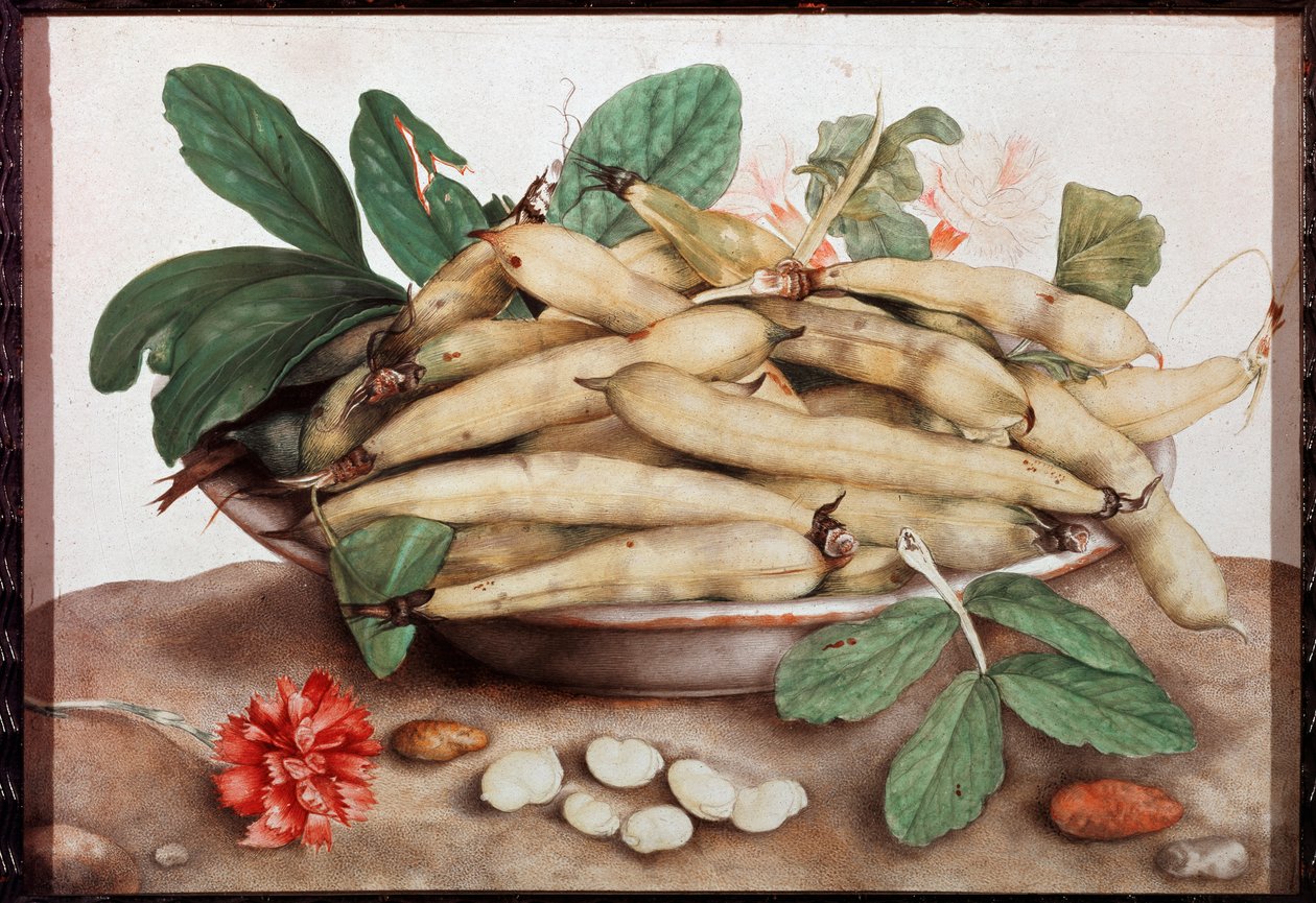 Still Life with Bean Plate Painting by Giovanna Garzoni (1600-1670) 17th century Florence. Palazzo Pitti. بواسطة جيوفانا جرزوني