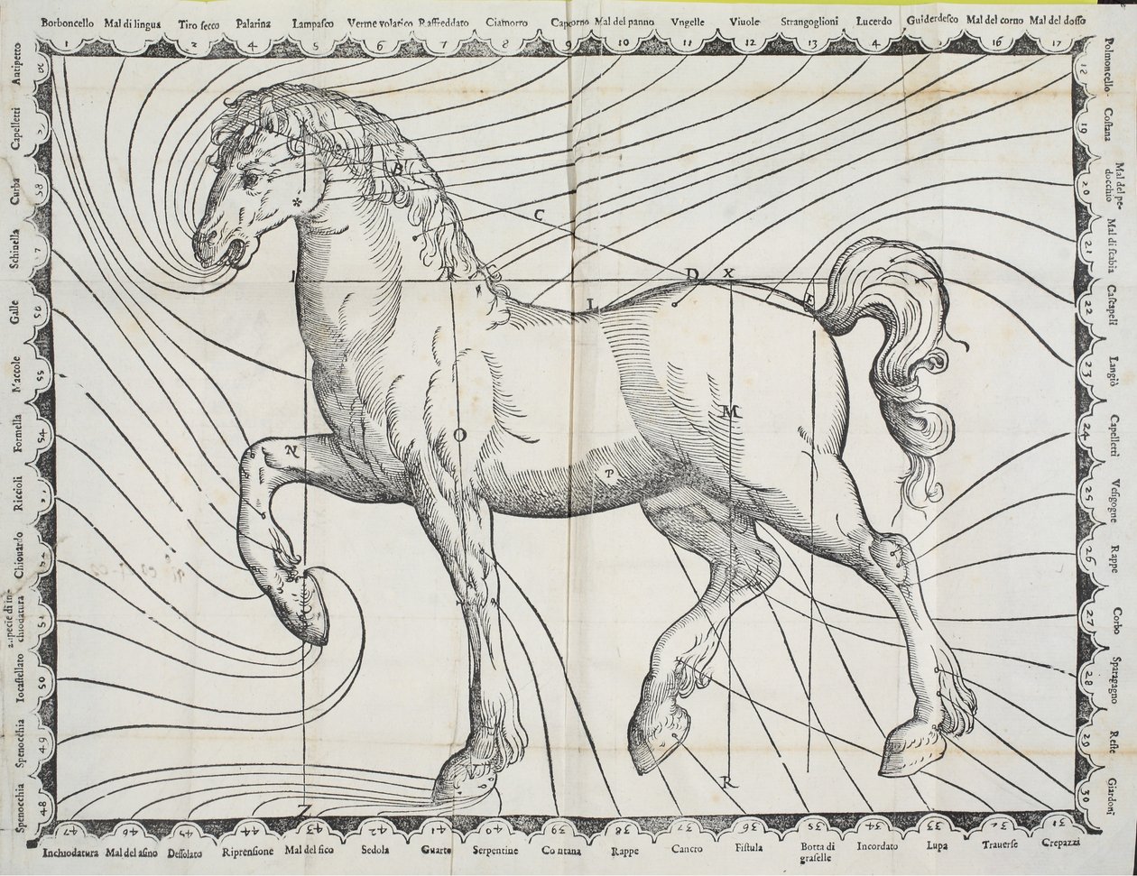 رسم تخطيطي لنقاط سفك الدماء على حصان من كتاب مبكر عن تربية الخيول ، 1570 بواسطة جيوفاني باتيستا فيرارو