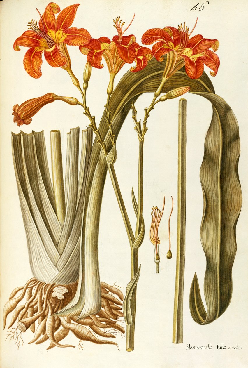 زنبق النهار البرتقالي (Hemerocallis fulva)، Liliaceae بواسطة جيوفاني أنطونيو بوتيون، ألوان مائية بواسطة جيوفاني أنطونيو بوتيوني