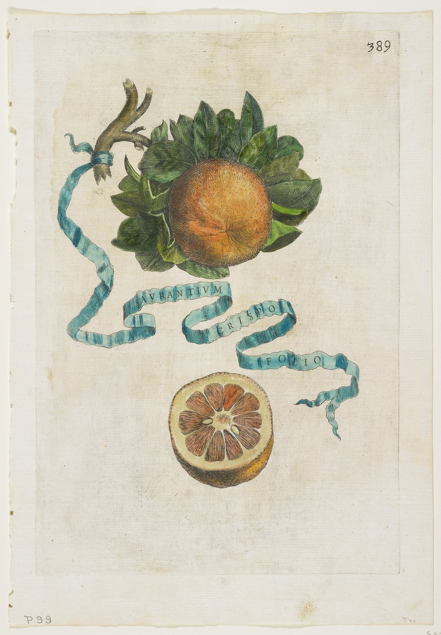 Aurantium Crispo Folio ، من Hesperides ، 1646 بواسطة جيوفاني باتيستا فيراري