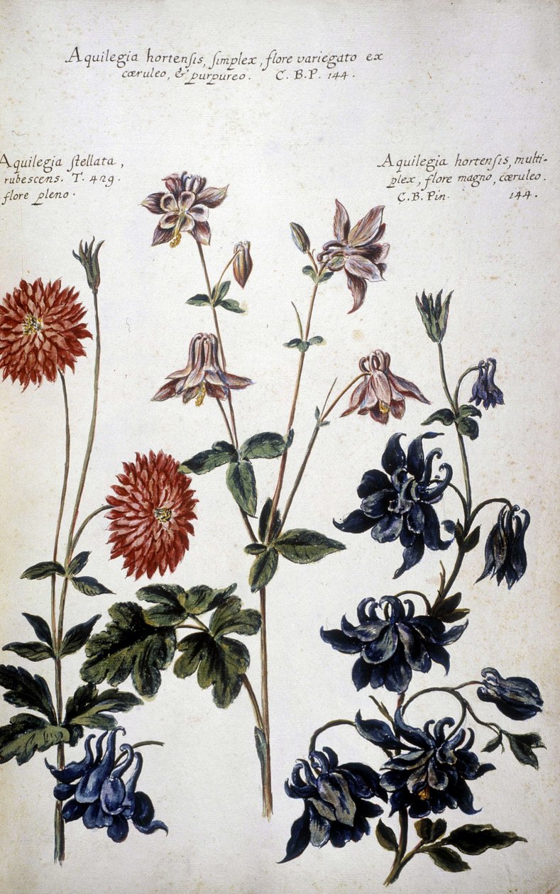 اللوحة النباتية: ثلاثة أنواع من Ancolies (Aquilegia) - في "" التاريخ النباتي العملي ، أو النباتات ذات الصلة باستخدام الوسائط والتسميات والوصف والفضائل ... "" بقلم جيوفاني باتيستا موراندي (؟ - 1761) بواسطة جيوفاني باتيستا موراندي