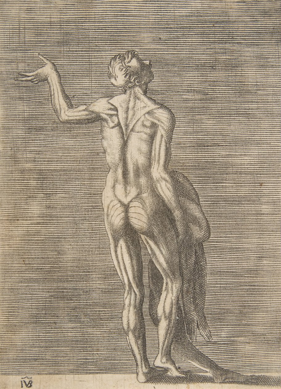 سلخ، الرجل، ب، اليد اليسرى، عن، الورك، حمل الجلد في اليد اليمنى، ca. 1531-76. بواسطة جوليو بوناسون