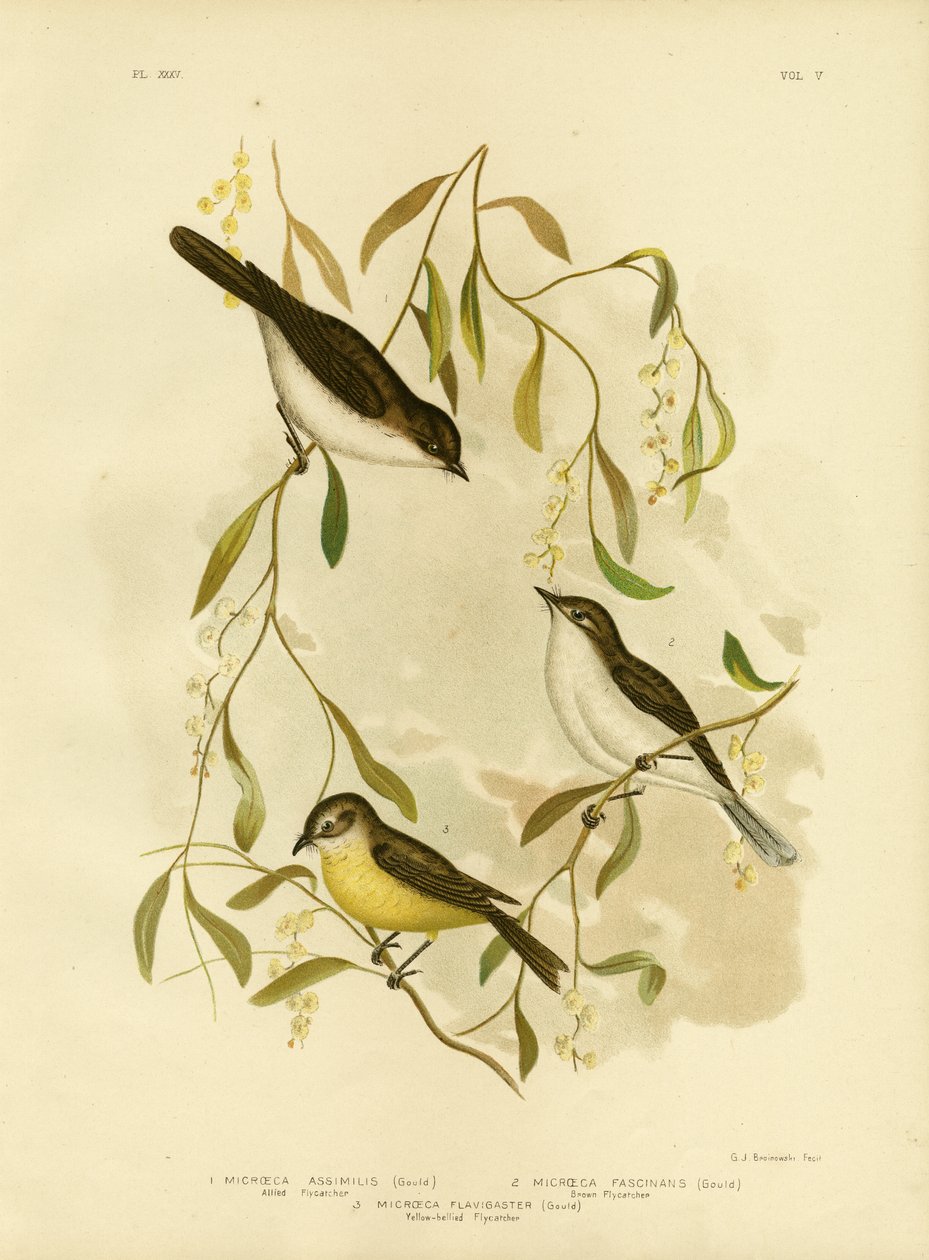 المتحالفة Flycatcher ، 1891 بواسطة جراسيوس بروينوفسكي