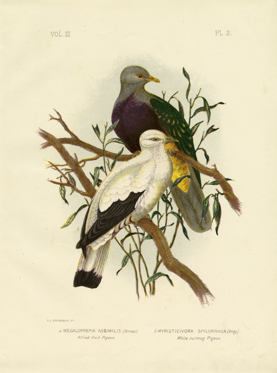 حمامة الفاكهة المتحالفة أو Wompoo Fruit-Dove ، 1891 بواسطة جراسيوس بروينوفسكي