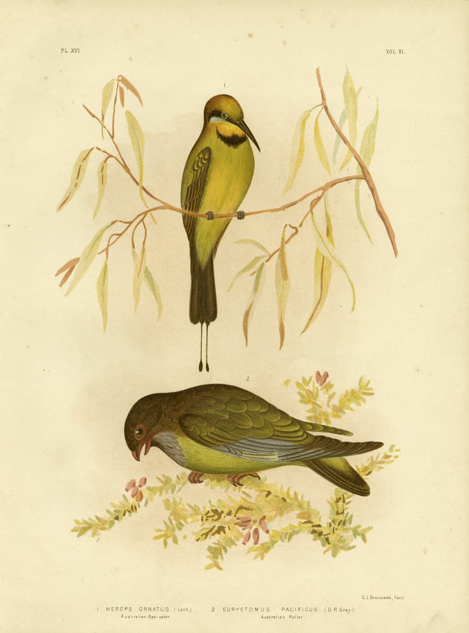 الأسترالية Bee-Eater أو Rainbow Bee-Eater ، 1891 بواسطة جراسيوس بروينوفسكي