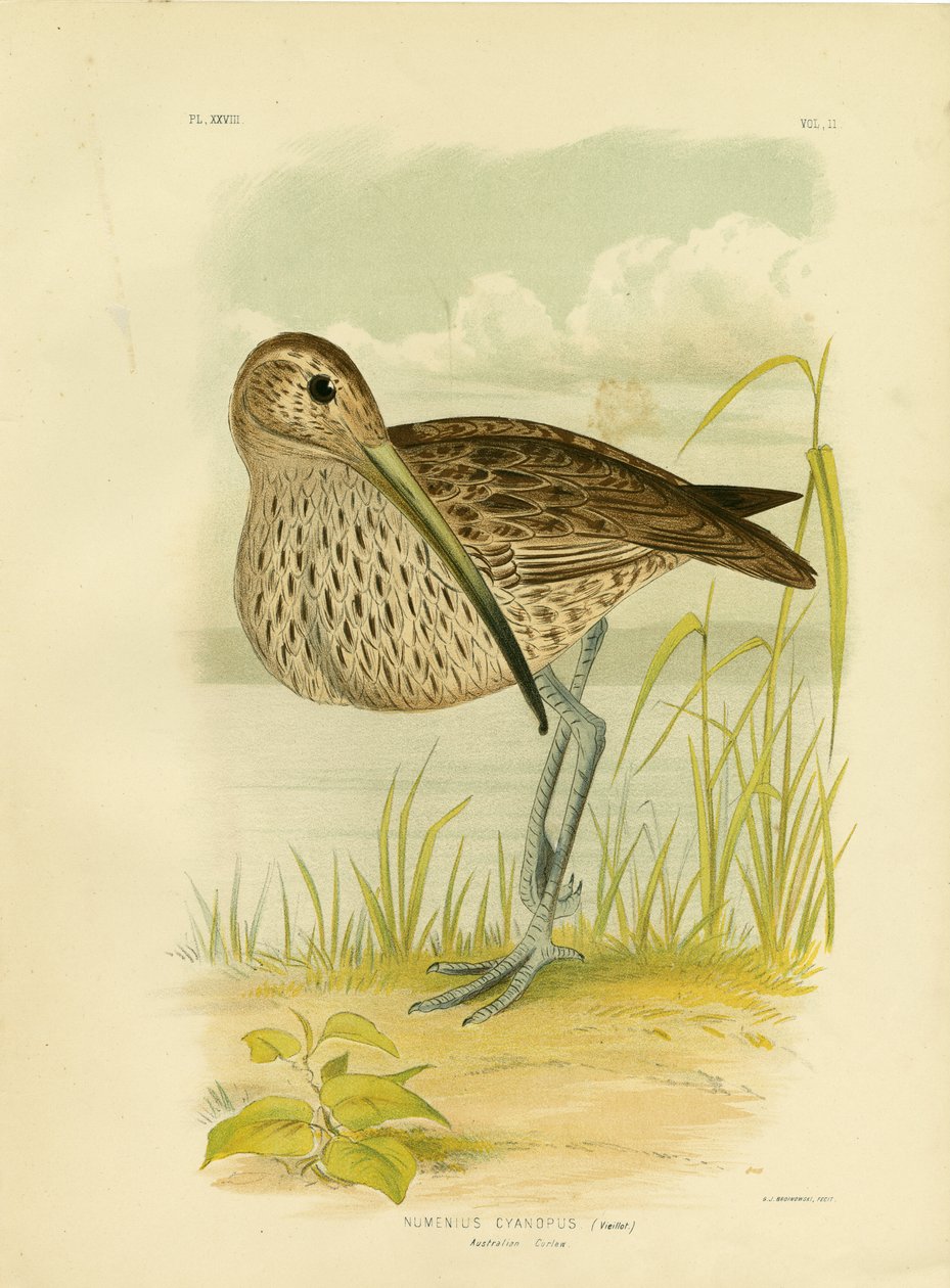 Curlew الأسترالي أو Curlew الأقصى الشرقي ، 1891 بواسطة جراسيوس بروينوفسكي