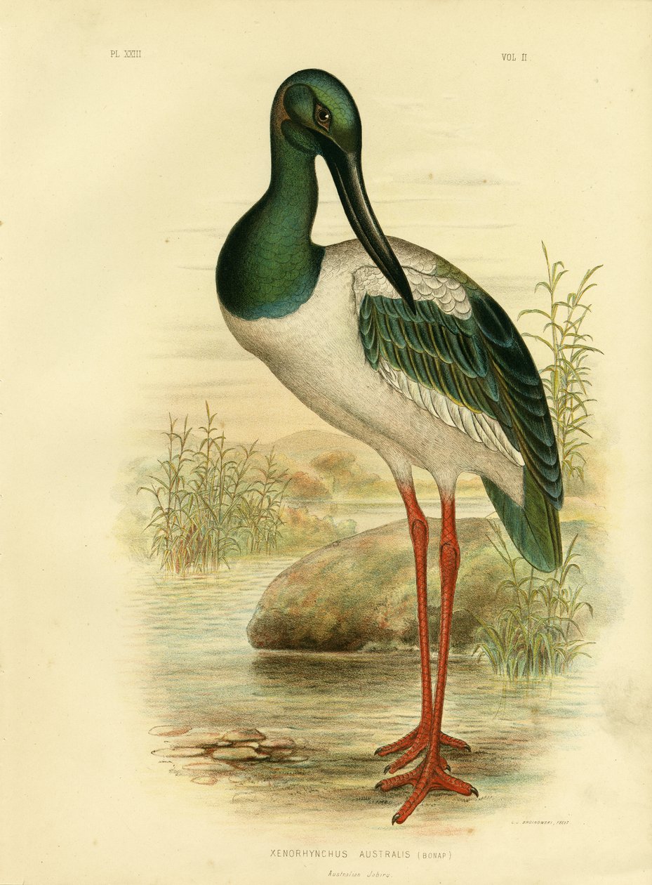 الجابر الأسترالي أو اللقلق ذو العنق الأسود ، 1891 بواسطة جراسيوس بروينوفسكي