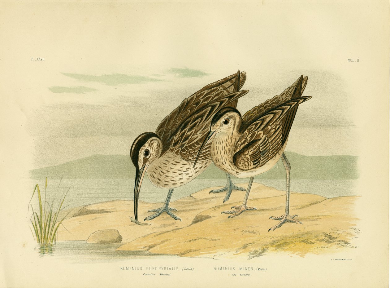 Whimbrel الأسترالية ، 1891 بواسطة جراسيوس بروينوفسكي