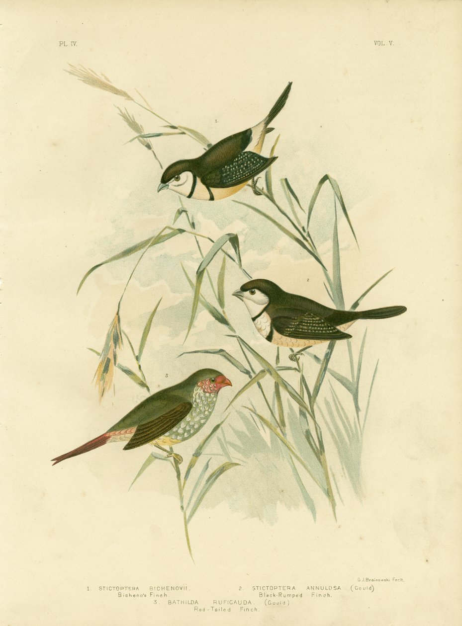 Bicheno&39;S Finch ، 1891 بواسطة جراسيوس بروينوفسكي