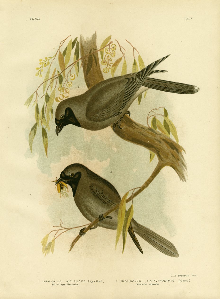 صرد أسود الوجه ، 1891 بواسطة جراسيوس بروينوفسكي