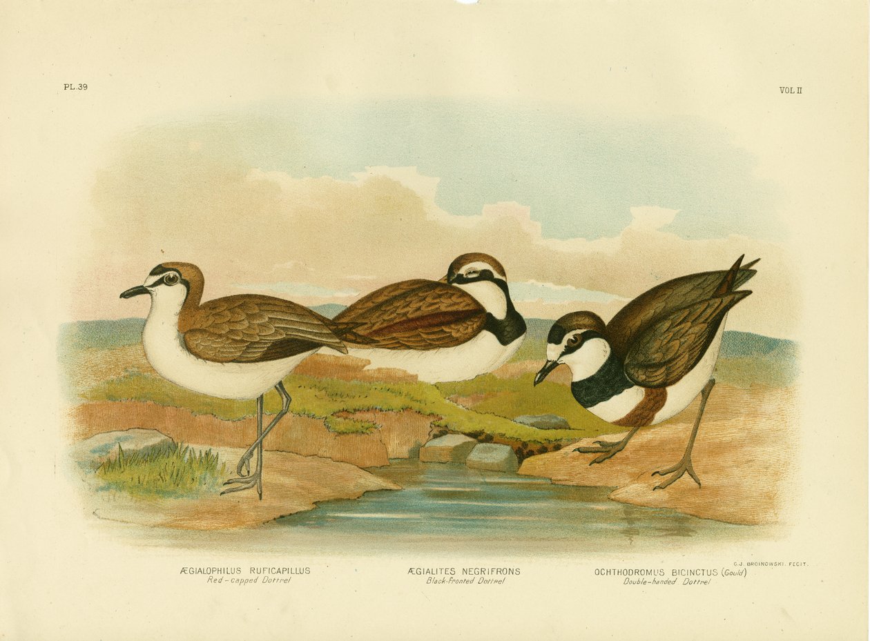 Dotterel ذو الواجهة السوداء ، 1891 بواسطة جراسيوس بروينوفسكي