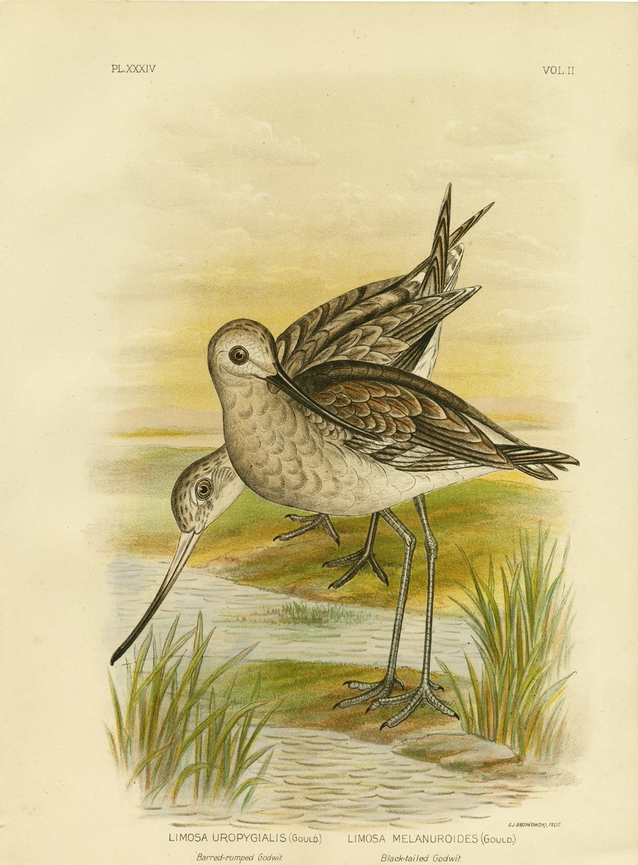 Godwit الأسود الذيل ، 1891 بواسطة جراسيوس بروينوفسكي