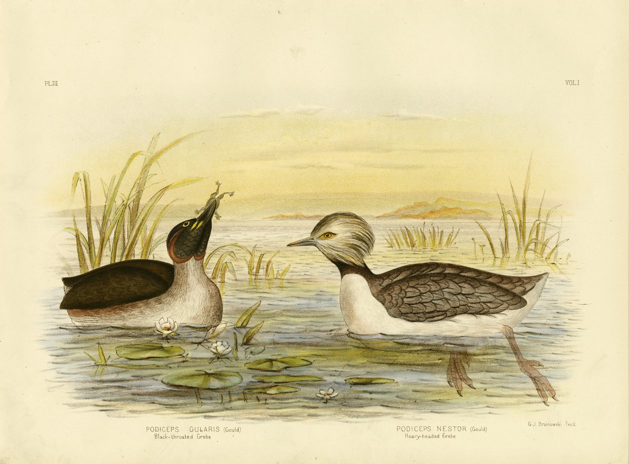Black-Throated Grebe ، 1891 بواسطة جراسيوس بروينوفسكي