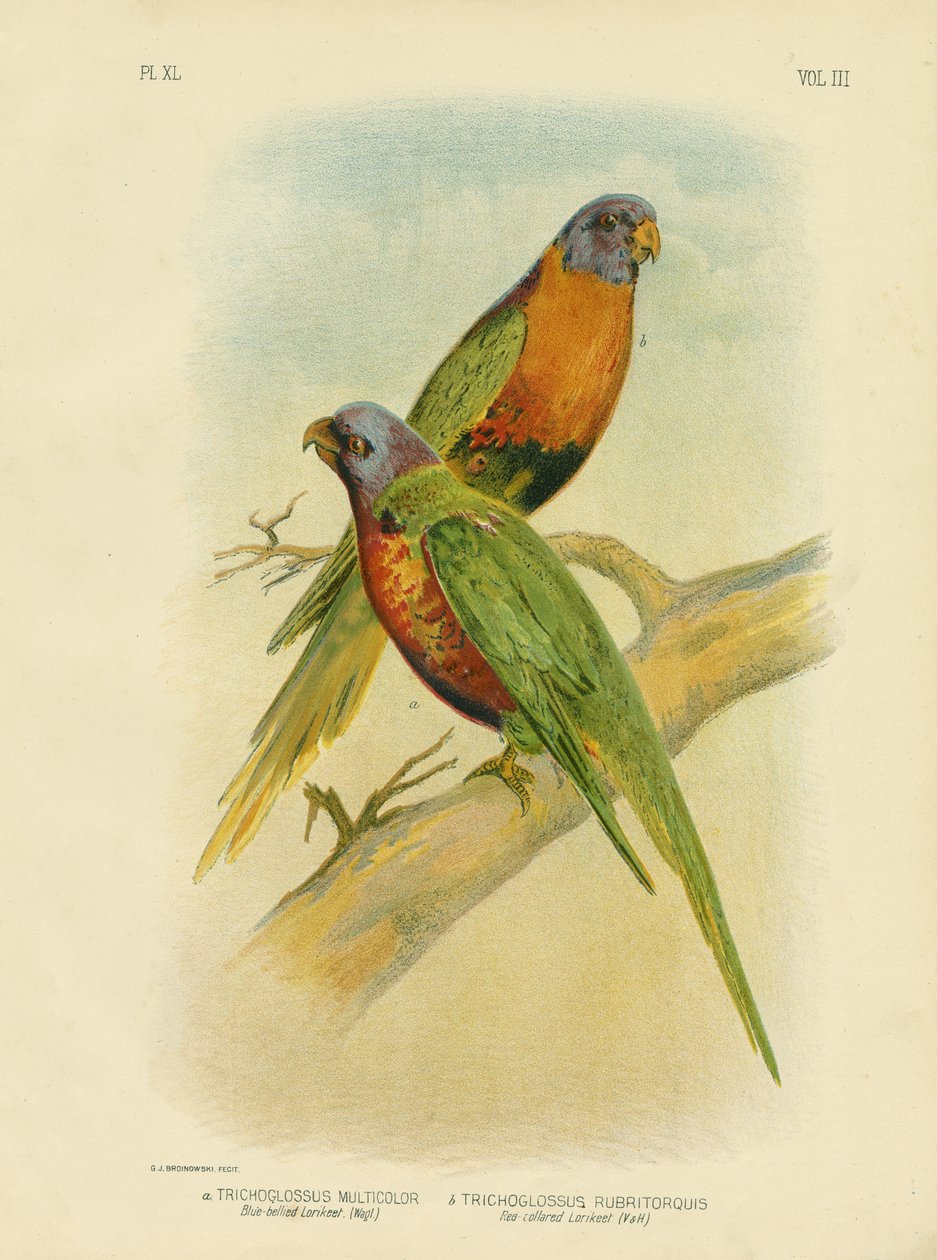 Blue-Bellied Lorikeet ، 1891 بواسطة جراسيوس بروينوفسكي