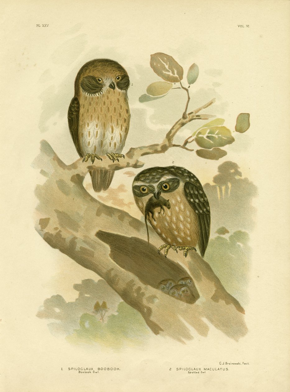 Boobook Owl ، 1891 بواسطة جراسيوس بروينوفسكي