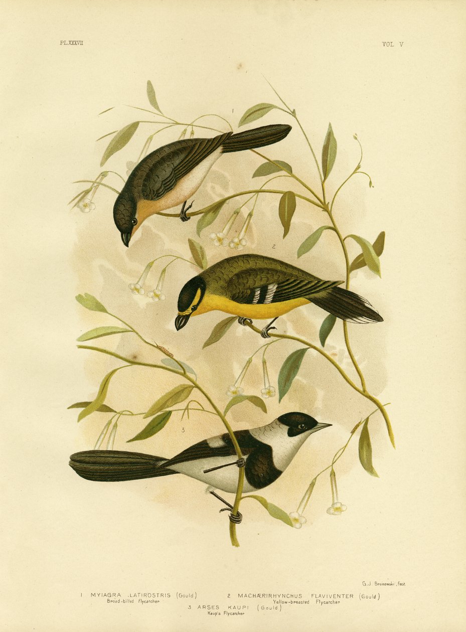 Flycatcher واسع النطاق ، 1891 بواسطة جراسيوس بروينوفسكي
