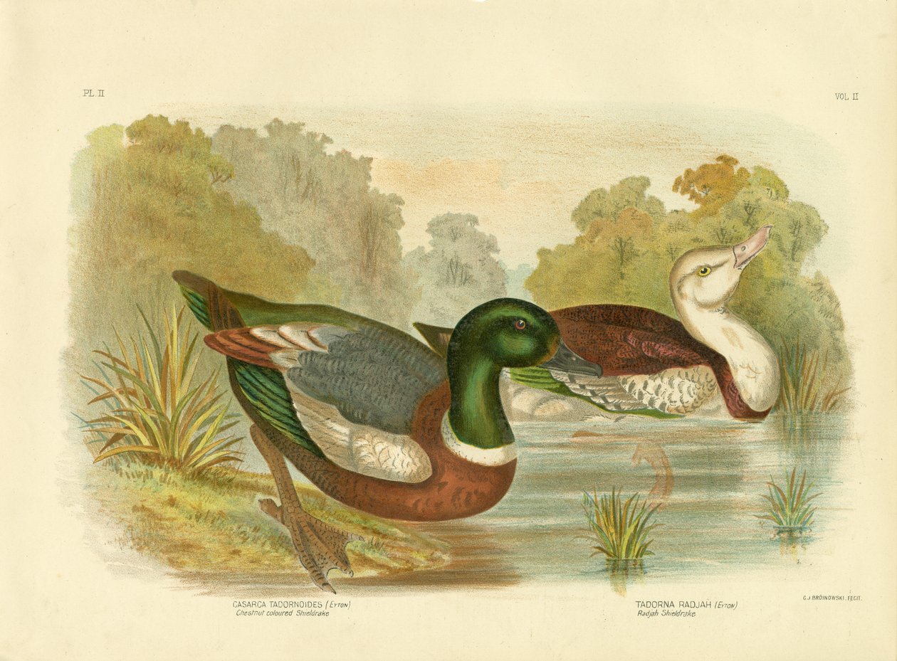 Shieldrake الملونة الكستناء أو Shelduck الأسترالية ، 1891 بواسطة جراسيوس بروينوفسكي