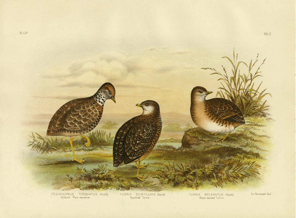 Collared Plainwanderer Or Plains Wanderer ، 1891 بواسطة جراسيوس بروينوفسكي