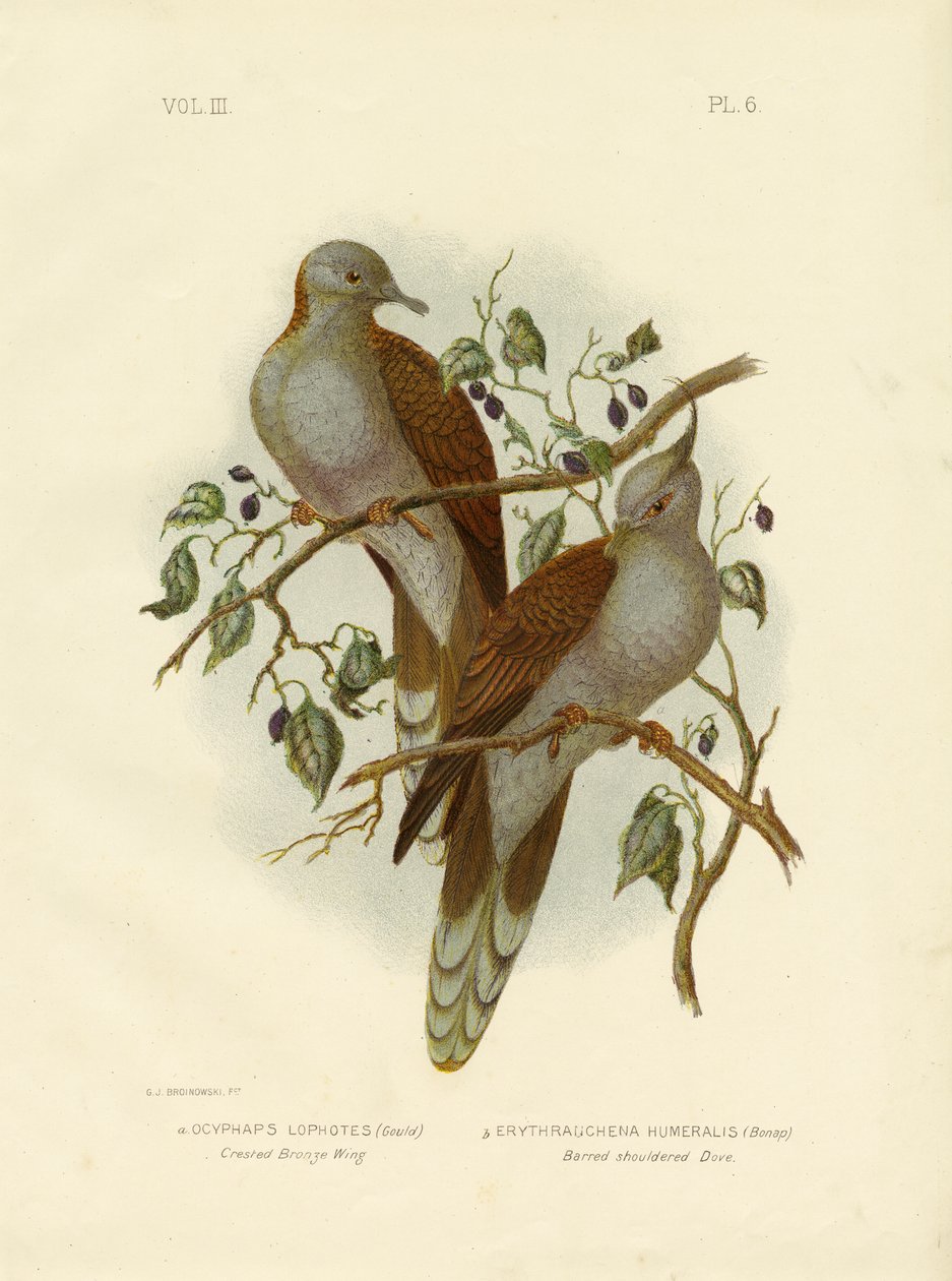 الجناح البرونزي المتوج أو الحمام المتوج ، 1891 بواسطة جراسيوس بروينوفسكي