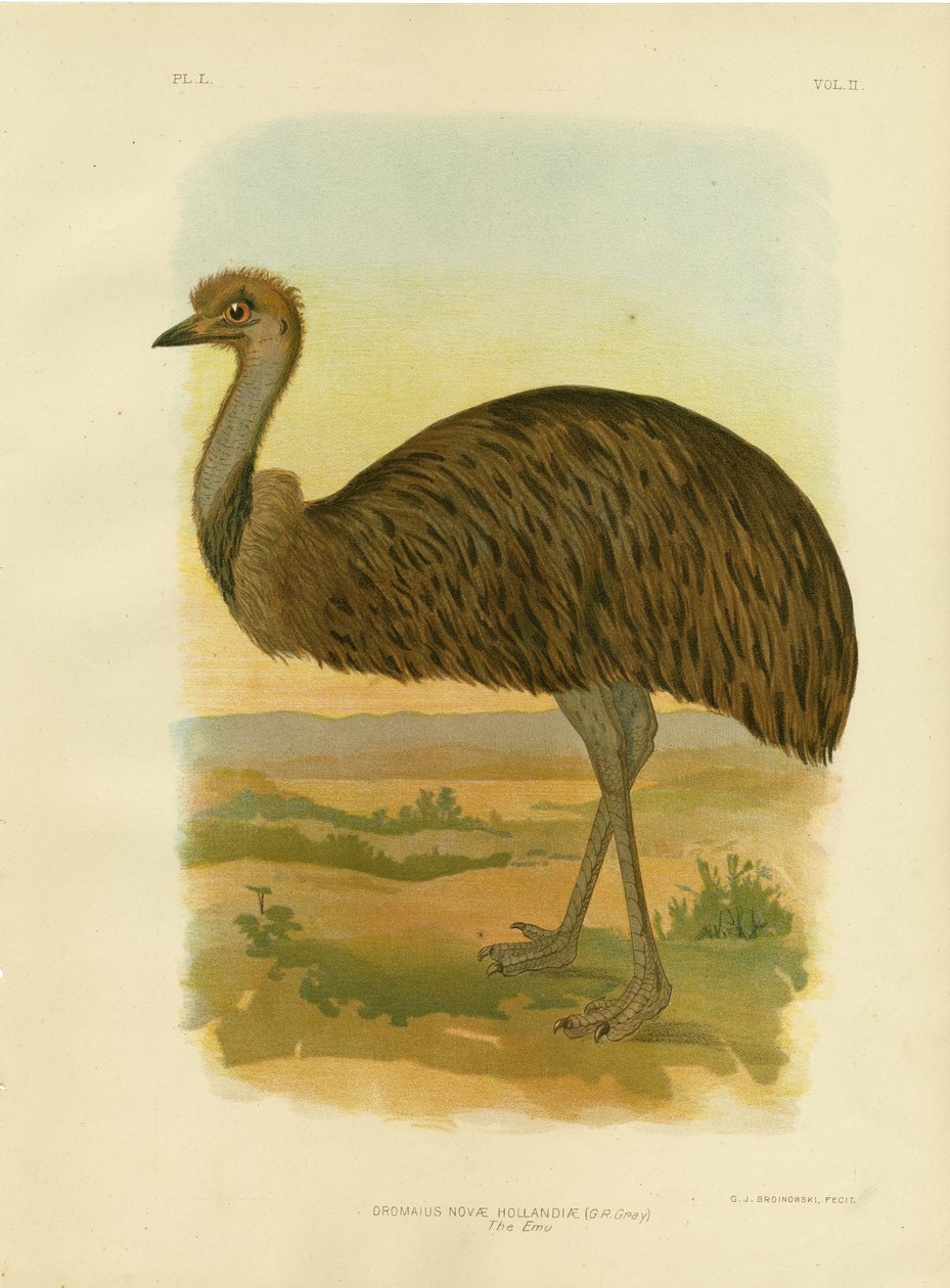 Emu ، 1891 بواسطة جراسيوس بروينوفسكي
