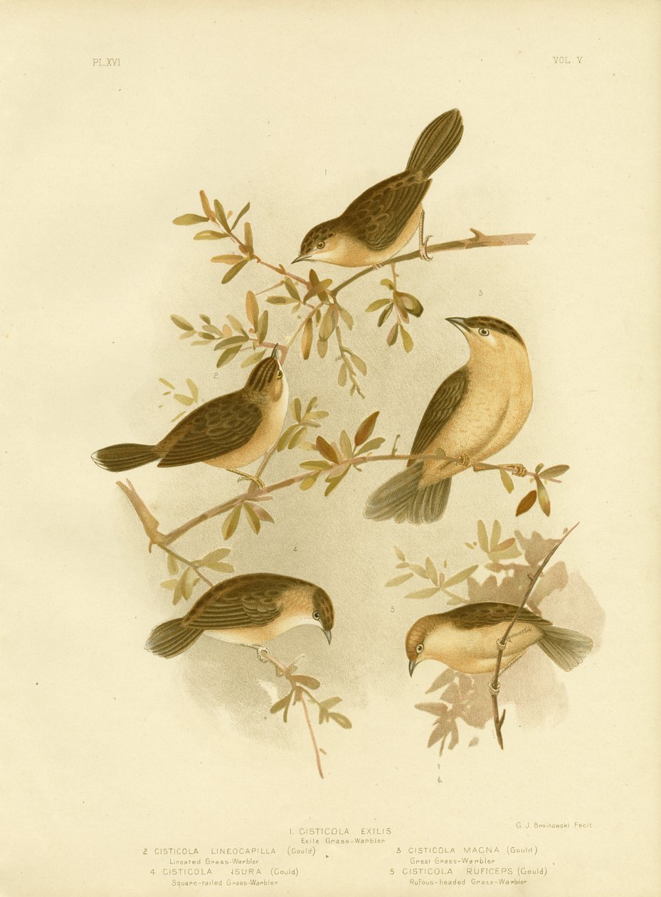 Cisticola ذات الرأس الذهبي أو Cisticola المغطاة بالذهب ، 1891 بواسطة جراسيوس بروينوفسكي