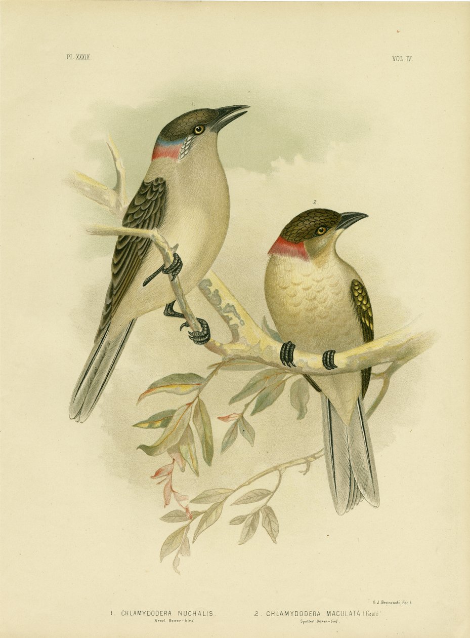 الطائر العظيم ، 1891 بواسطة جراسيوس بروينوفسكي