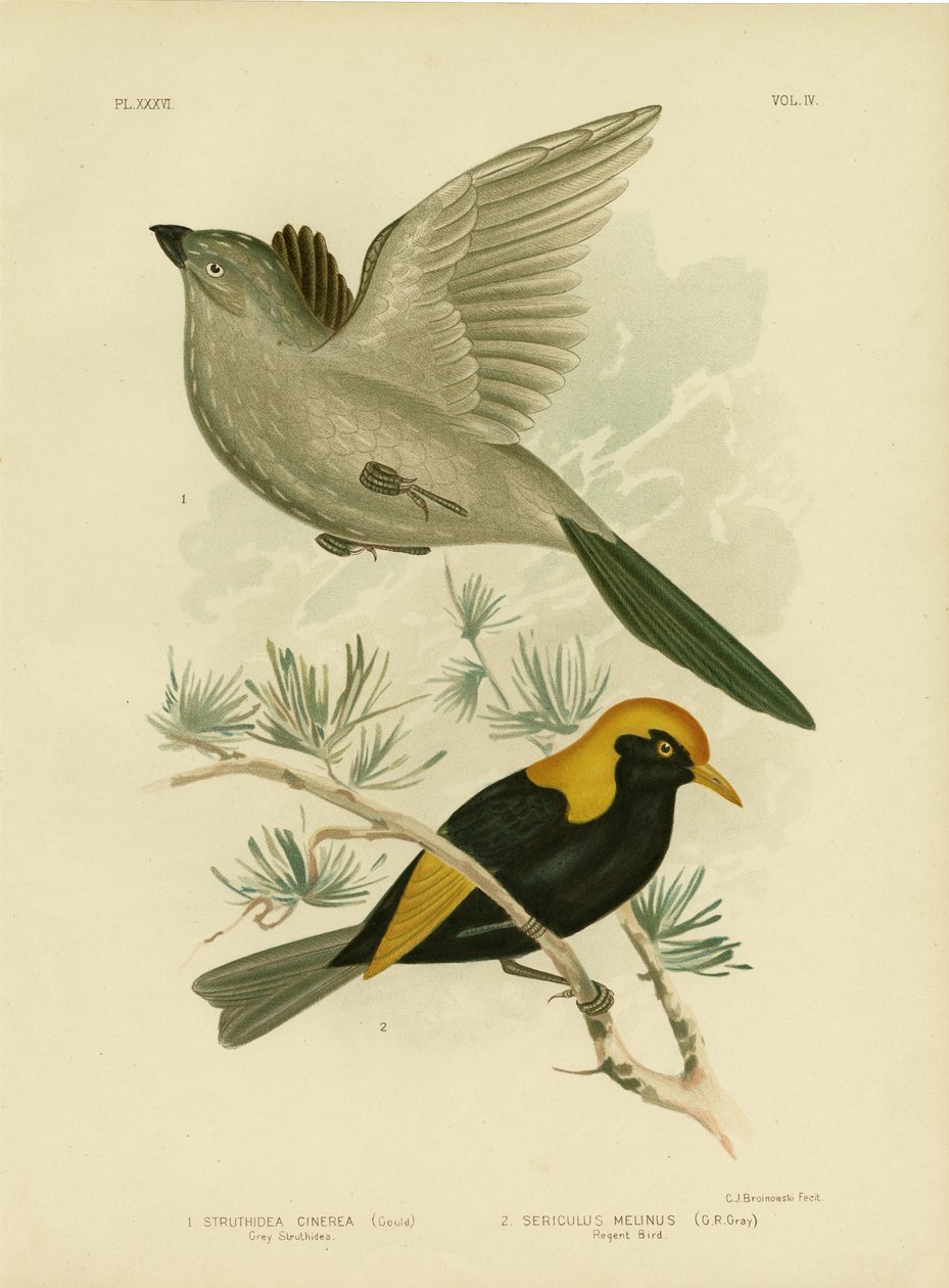 الرمادي Struthidea أو Apostlebird ، 1891 بواسطة جراسيوس بروينوفسكي