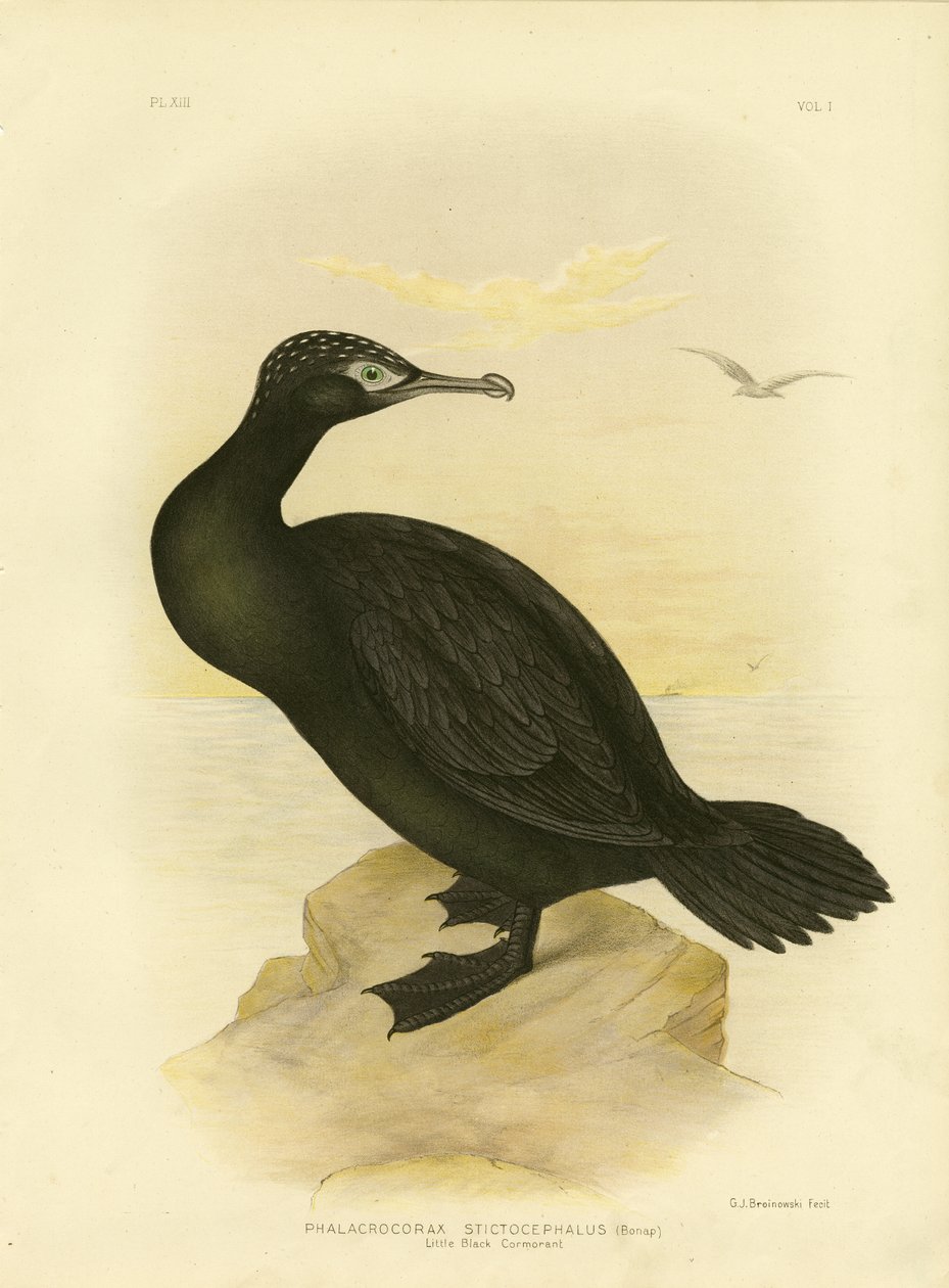 الغاق الأسود الصغير ، 1891 بواسطة جراسيوس بروينوفسكي