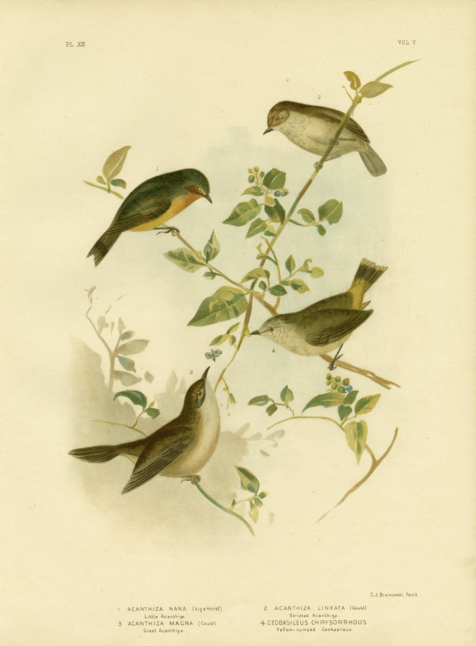 Little Thornbill أو Yellow Thornbill ، 1891 بواسطة جراسيوس بروينوفسكي