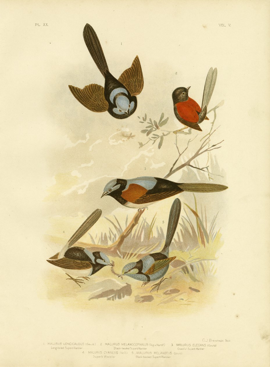طائر النمنمة طويل الذيل ، 1891 بواسطة جراسيوس بروينوفسكي