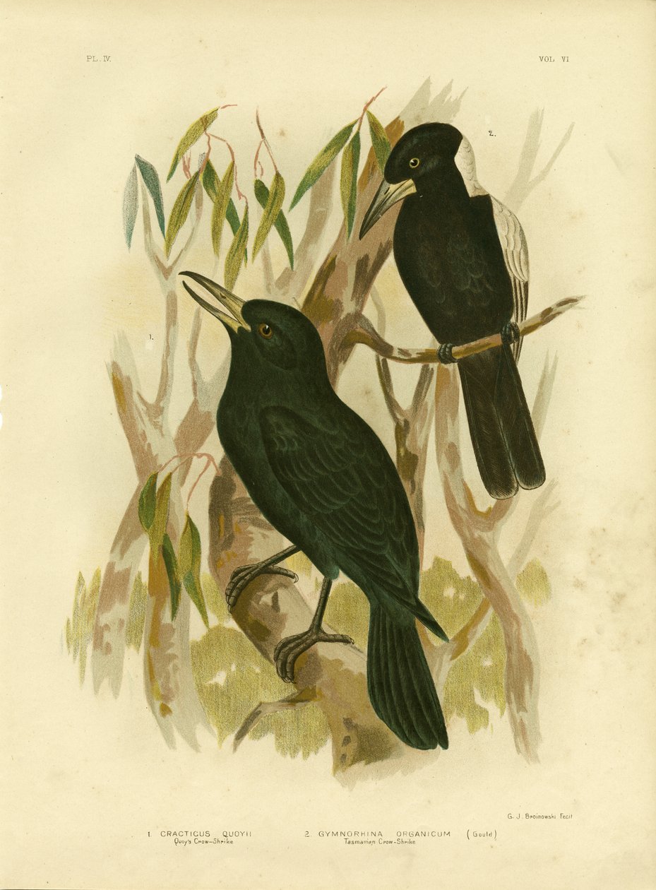 Quoy&39;s Crow-Shrike أو Black Butcherbird ، 1891 بواسطة جراسيوس بروينوفسكي